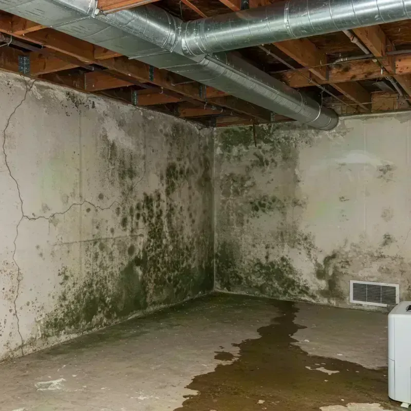 Professional Mold Removal in Cabool, MO